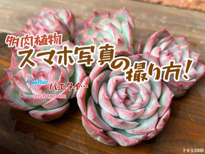 多肉植物 ピウラ 夕方撮影で写真写りイマイチ Migoto Na 植物 観葉植物 Cpmalaysia Com 多肉植物 ピウラ 夕方撮影で写真写りイマイチ Migoto Na 植物 観葉植物 Cpmalaysia Com