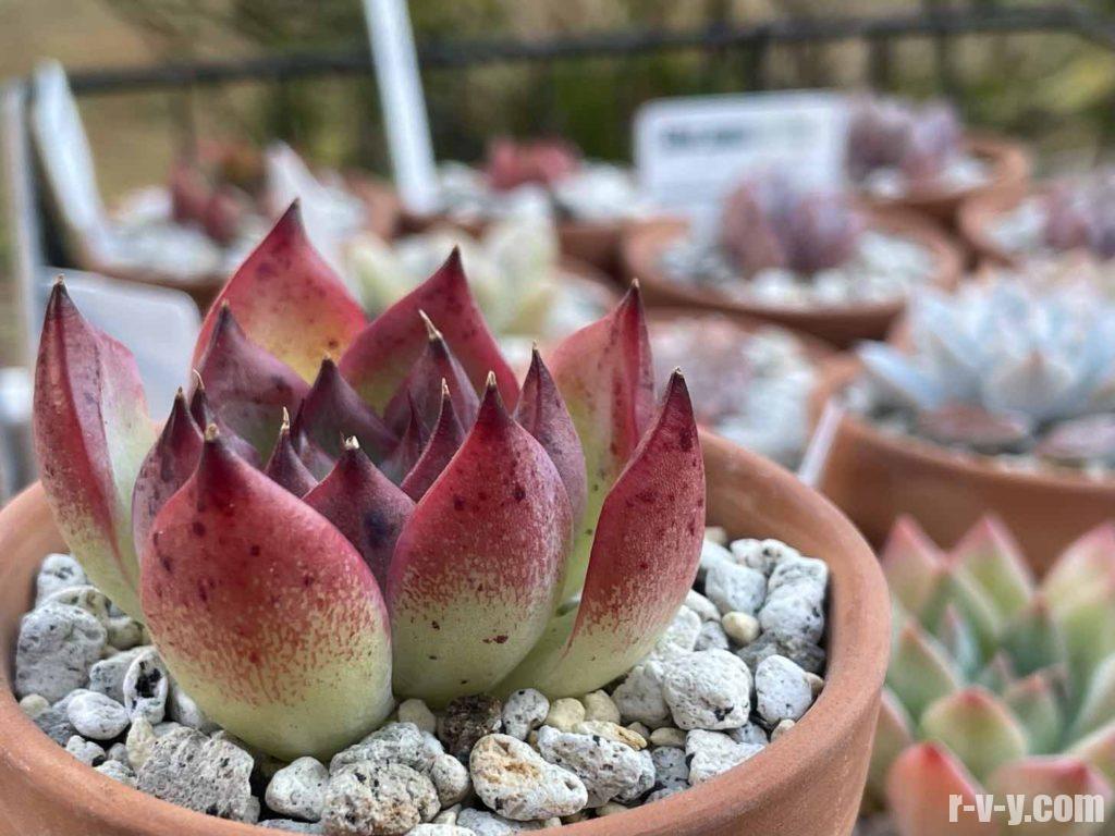 多肉植物 ピウラ 夕方撮影で写真写りイマイチ Migoto Na 植物 観葉植物 Cpmalaysia Com 多肉植物 ピウラ 夕方撮影で写真写りイマイチ Migoto Na 植物 観葉植物 Cpmalaysia Com