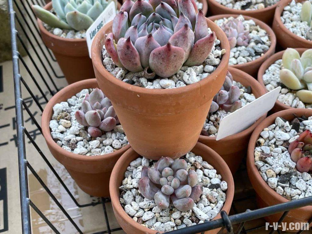 多肉植物 ピウラ 夕方撮影で写真写りイマイチ Migoto Na 植物 観葉植物 Cpmalaysia Com 多肉植物 ピウラ 夕方撮影で写真写りイマイチ Migoto Na 植物 観葉植物 Cpmalaysia Com