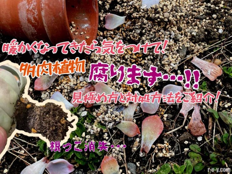 腐った多肉植物 ジュレてしまった 根腐れしてしまった時の対処方法と対策 Mrs Succulent 腐った多肉植物 ジュレてしまった 根腐れしてしまった時の対処方法と対策 Mrs Succulent