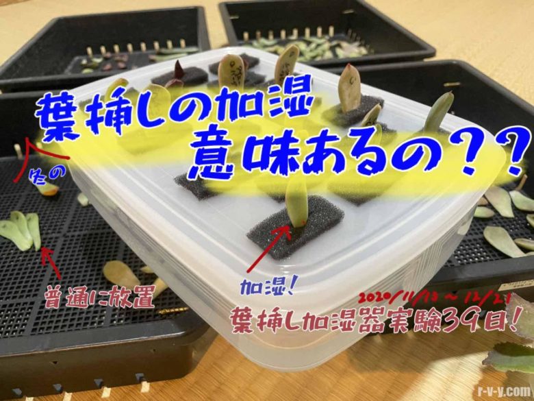 多肉植物 葉挿しを加湿することに意味はある 葉挿し加湿器観察39日 Mrs Succulent