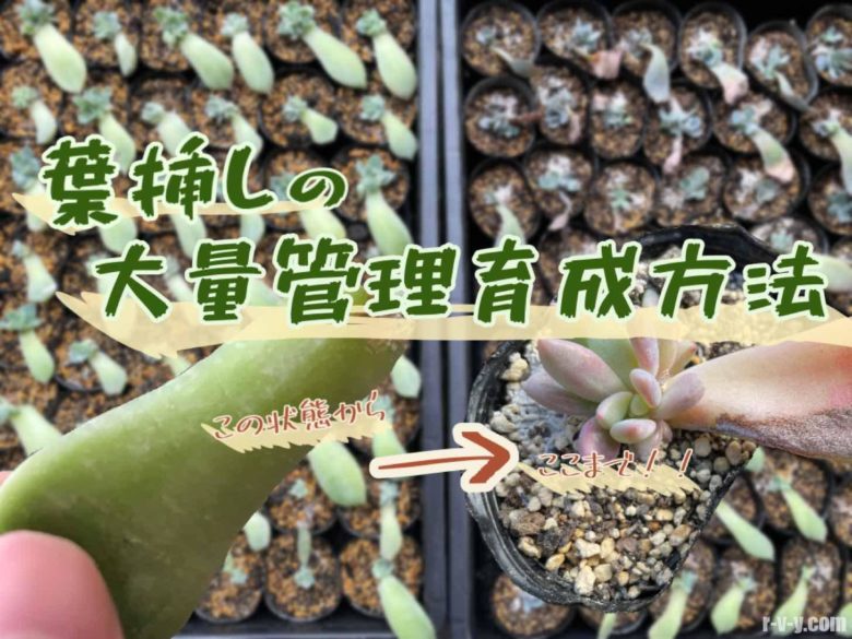 多肉植物 葉挿しの大量育成方法 育苗トレーで一括管理する エケベリア Mrs Succulent