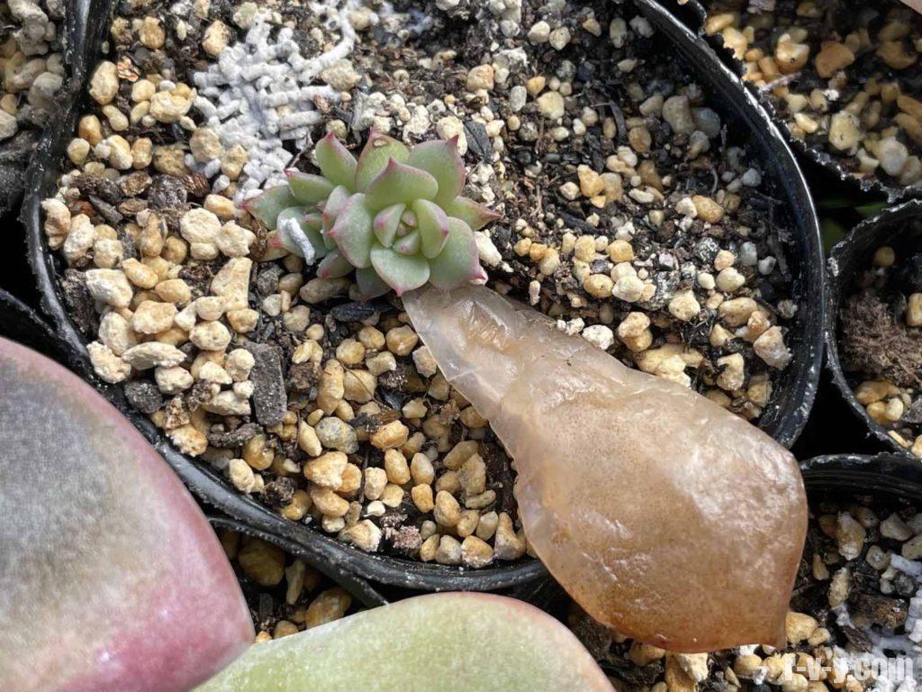 多肉植物 葉挿しの大量育成方法 育苗トレーで一括管理する エケベリア Mrs Succulent